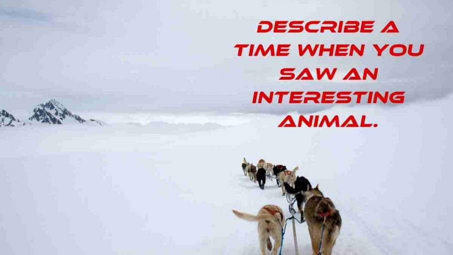 Describe A Time When You Saw An Interesting Animal