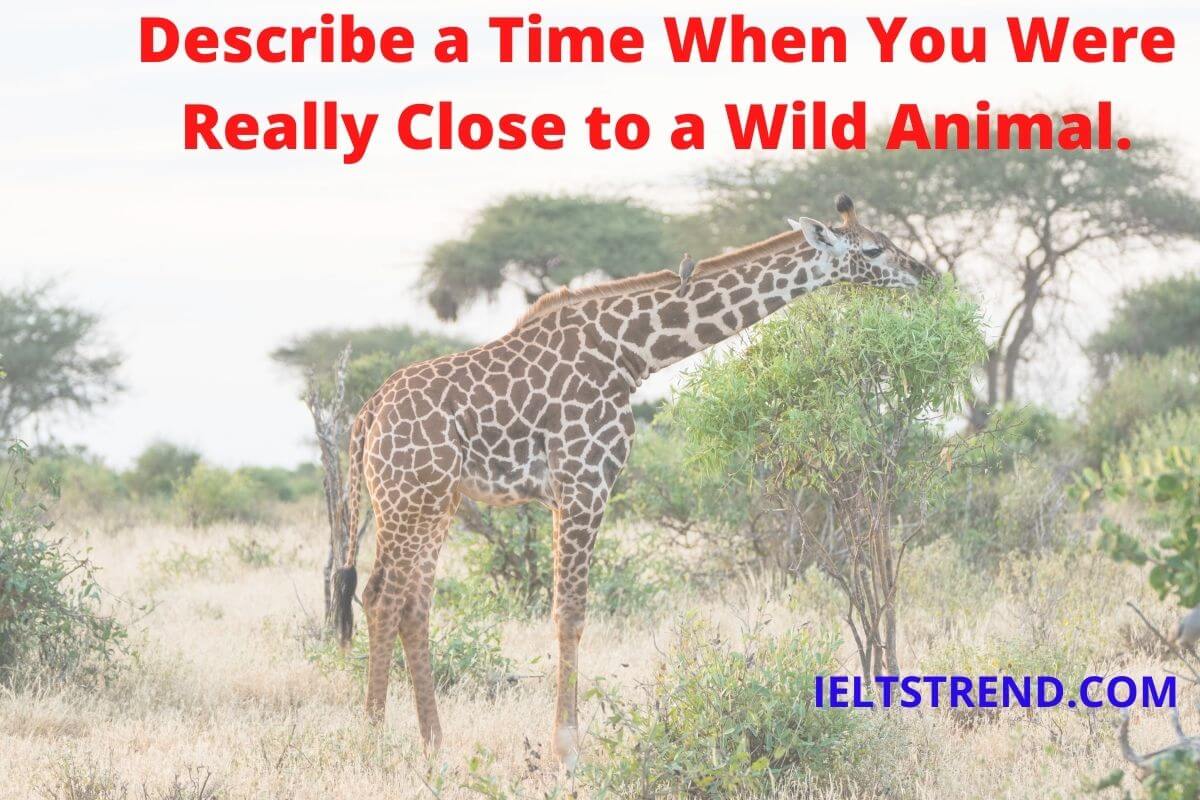 Describe a Time When You Were Really Close to a Wild Animal.