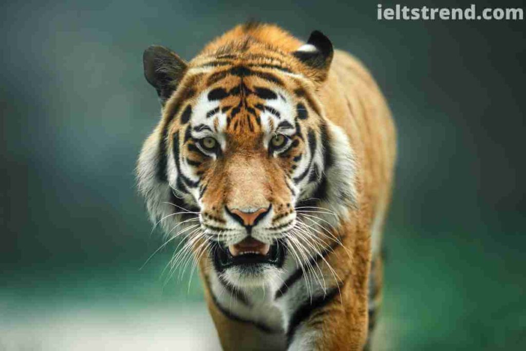 Wild Animals IELTS Speaking Part 1 Questions With Answer (1)