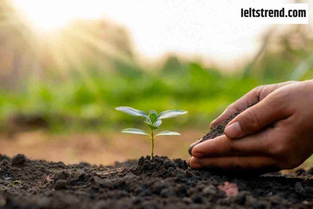 Some People Say It is More Important to Plant Trees in the Open Spaces in Towns